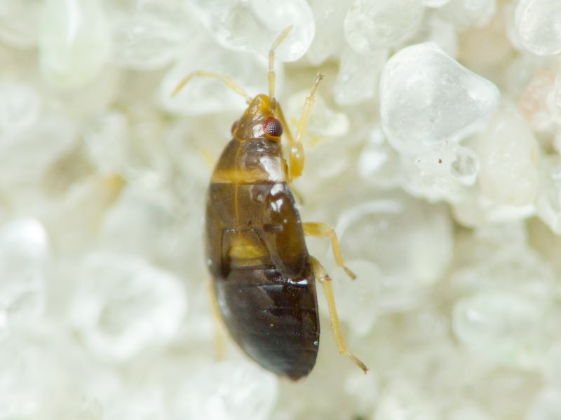 Anthocoridae Fieber, 1837
